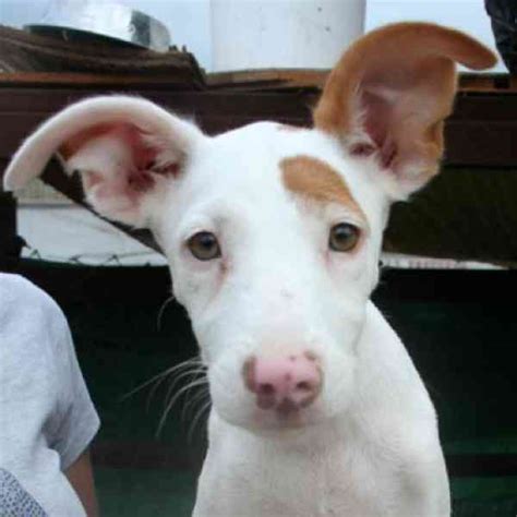 Podenco andaluz Perros en adopción, compra venta de。